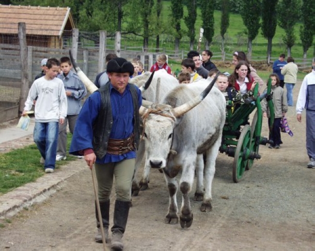 Major<br/>(Balaton-felvidéki Nemzeti Park Igazgatóság)                                                                                                , Salföld