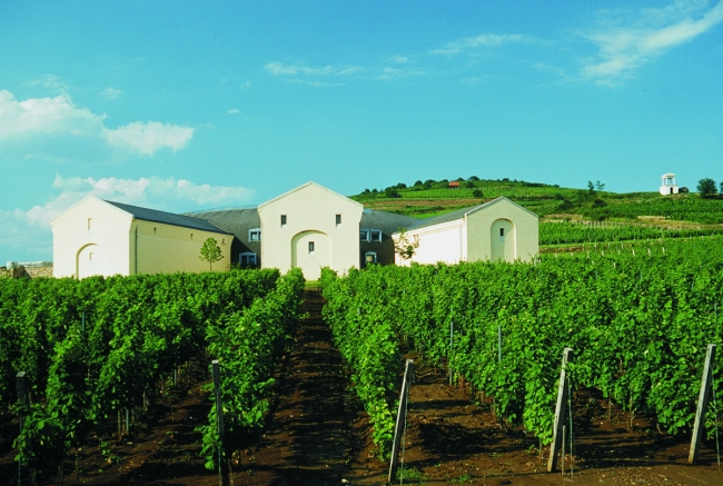 Tokaj Disznókő-Szőlőbirtok és Pincészet, Tokaj