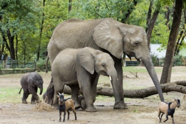 Nyíregyházi Állatpark - Sóstó Zoo, Nyíregyháza (Sóstófürdő)