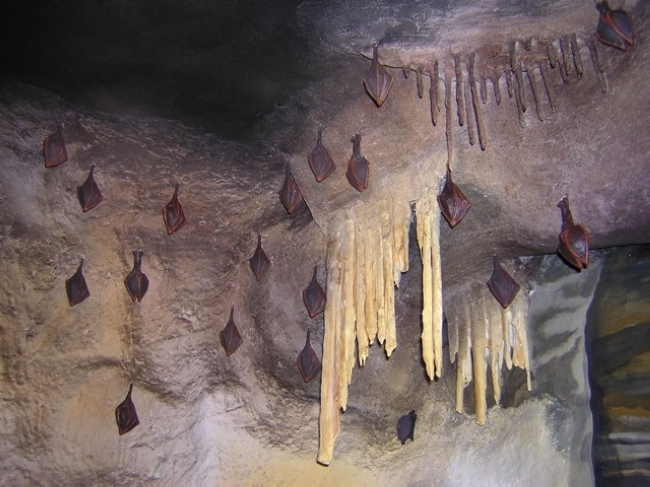 Abaligeti Barlang és Denevérmúzeum, Abaliget