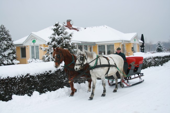 Platán Étterem, Horgásztó, Dodó Vadfarm, Dunaremete