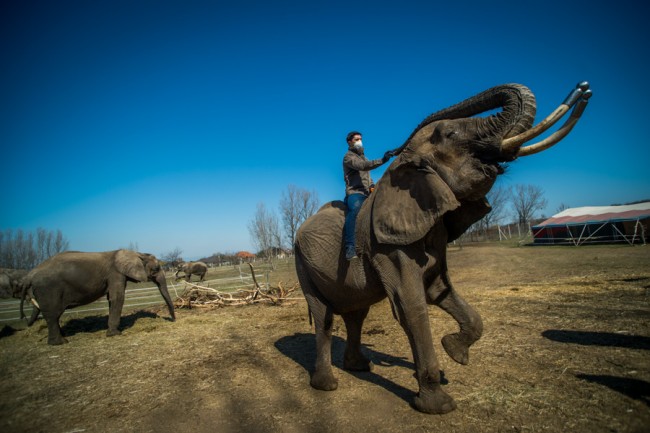 MAGYAR NEMZETI CIRKUSZ SZADA SAFARI PARK, Szada