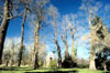 Alcs�ti Arbor�tum (DINPI)
